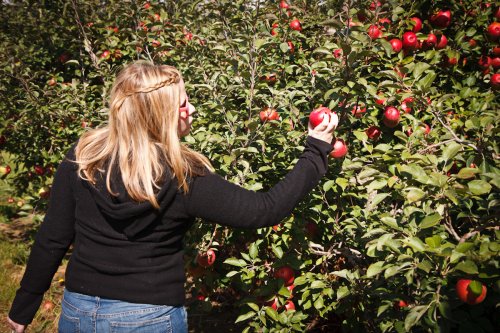 Action shot of Julia Miller picking apples at the Afton Apple Or